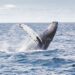 Wild Encounters: 4 Must-See Animals in the Dominican Republic