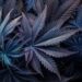 Indica Weed: A Quick Overview of the Purple Northern Lights Strain