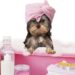 How to Choose the Perfect Pet Accessories: A Guide for New Pet Owners