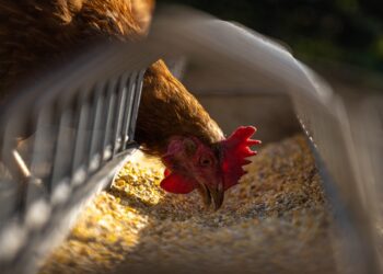 A Beginner’s Guide to Using and Setting Up an Automatic Chicken Feeder