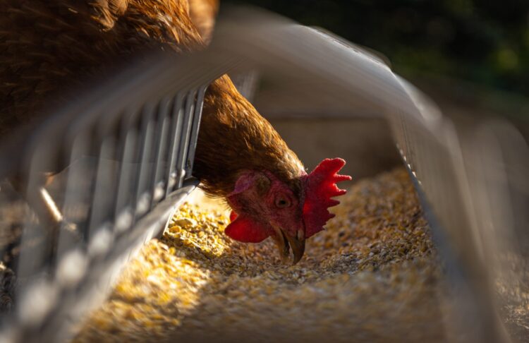A Beginner’s Guide to Using and Setting Up an Automatic Chicken Feeder