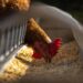 A Beginner’s Guide to Using and Setting Up an Automatic Chicken Feeder