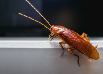 Survival of the Fittest: How Long Can Roaches Live Without Food?