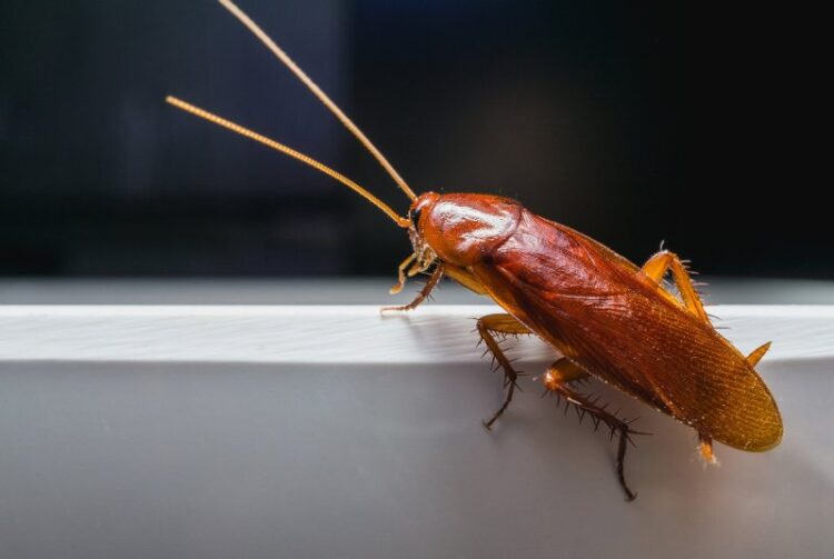 Survival of the Fittest: How Long Can Roaches Live Without Food?