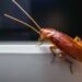 Survival of the Fittest: How Long Can Roaches Live Without Food?