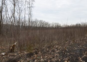 From the Kitchen to the Landfill: Creative Ways to Reduce Food Waste and Limit Emissions