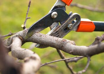 4 Signs of a Bad Tree Pruning