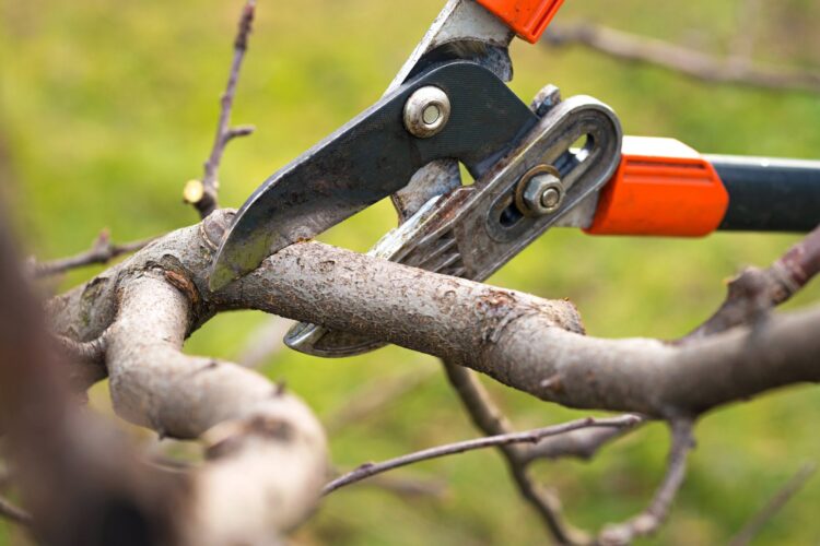 4 Signs of a Bad Tree Pruning