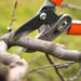 4 Signs of a Bad Tree Pruning