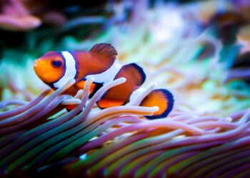 5 Vibrant Saltwater Fish Species for Your Aquarium