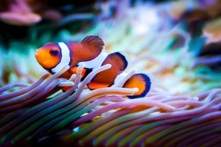 5 Vibrant Saltwater Fish Species for Your Aquarium
