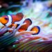 5 Vibrant Saltwater Fish Species for Your Aquarium
