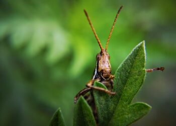 4 Natural Garden Pest Control Products to Keep Your Plants Safe