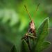 4 Natural Garden Pest Control Products to Keep Your Plants Safe