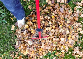 Why Regular Yard Cleanups are Essential for a Healthy Landscape