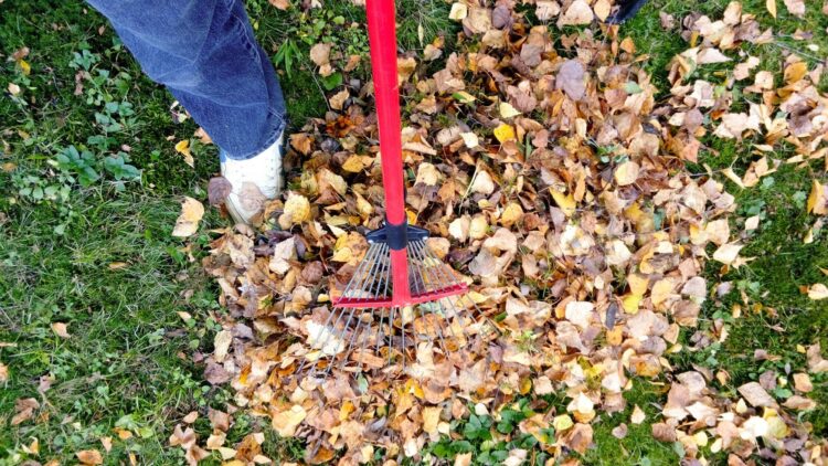 Why Regular Yard Cleanups are Essential for a Healthy Landscape