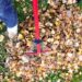 Why Regular Yard Cleanups are Essential for a Healthy Landscape