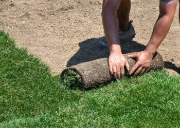 From Seed to Sod: Exploring the Different Options for Lawn Installation Near Me