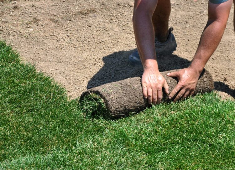 From Seed to Sod: Exploring the Different Options for Lawn Installation Near Me