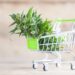 marketing cannabis