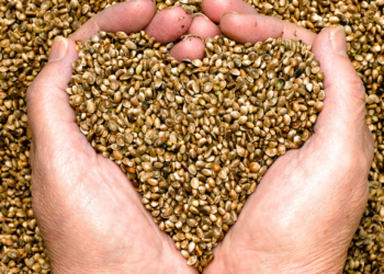 regular cannabis seeds