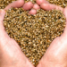 regular cannabis seeds