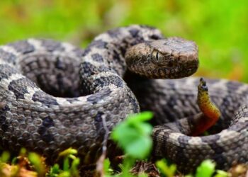 The Benefits of Professional Snake Control Services for Your Property