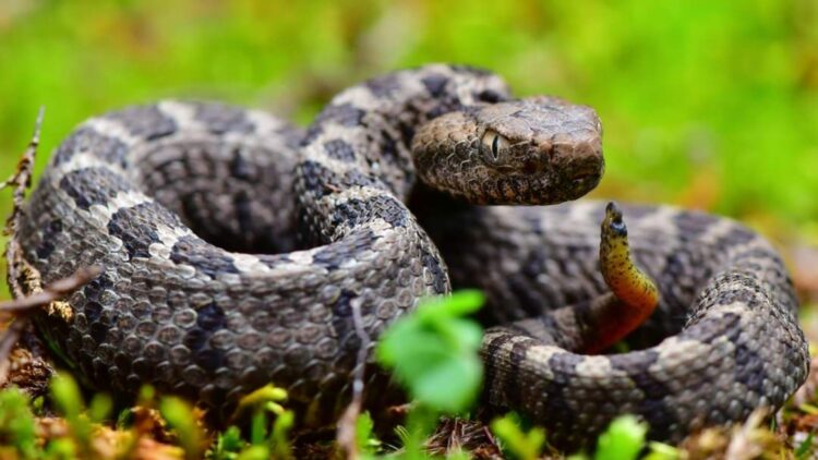The Benefits of Professional Snake Control Services for Your Property