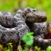 The Benefits of Professional Snake Control Services for Your Property