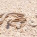 trapping a snake