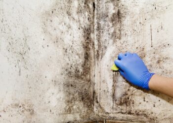 The Importance of Hiring a Mold Cleaning Service for a Healthy Home