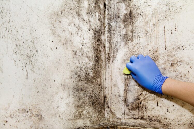 The Importance of Hiring a Mold Cleaning Service for a Healthy Home