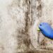 The Importance of Hiring a Mold Cleaning Service for a Healthy Home