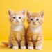 Kittens for Sale