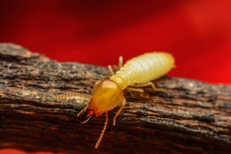 The Top-Rated Termite Control Products Recommended by Experts