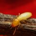 The Top-Rated Termite Control Products Recommended by Experts