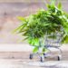 Convenience at Your Doorstep: The Rise of Delivering Weeds in Ontario