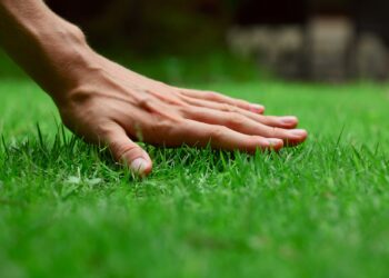 The Ultimate Guide to Maintaining a Thriving Soil Lawn