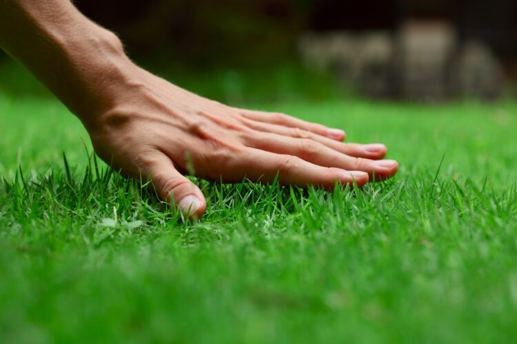 The Ultimate Guide to Maintaining a Thriving Soil Lawn