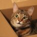 Fur Real: Must-Read Tips for Moving with a Cat