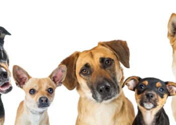 Going Against the Pack: Benefits of Owning a Different Breed of Dog