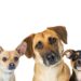 Going Against the Pack: Benefits of Owning a Different Breed of Dog