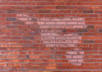 How To Identify and Treat an Ant Infestation in Walls