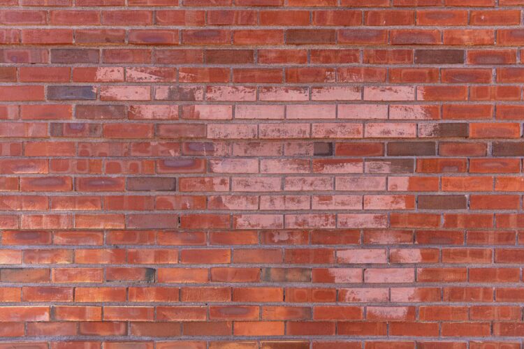 How To Identify and Treat an Ant Infestation in Walls