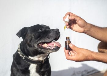 Uncovering the Salmon Oil for Dogs Side Effects