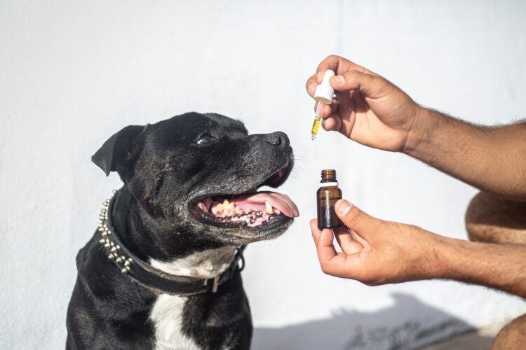 Uncovering the Salmon Oil for Dogs Side Effects