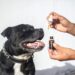 Uncovering the Salmon Oil for Dogs Side Effects