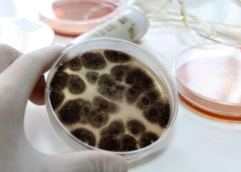 A Step-by-Step Guide to Conducting a Comprehensive Commercial Mold Inspection