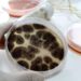 A Step-by-Step Guide to Conducting a Comprehensive Commercial Mold Inspection