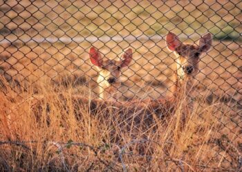 The Benefits of Installing a Wire Fence for Your Garden or Farm